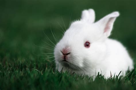 bunny fufu onlyfans leak